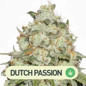 BANANA BLAZE DUTCH PASSION