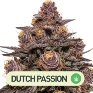 BLACKBERRY KUSH CBD AUTO DUTCH PASSION