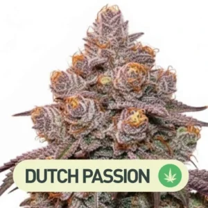 CANDY BUBATZ XL DUTCH PASSION
