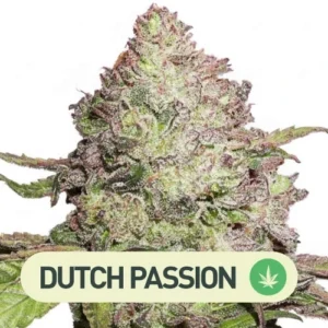CBD Auto Charlotte Angel dutch passion