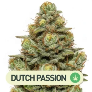 CBD KUSH DUTCH PASSION