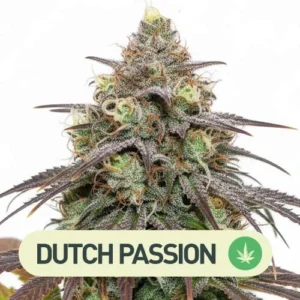Californian Orange Dutch Passion