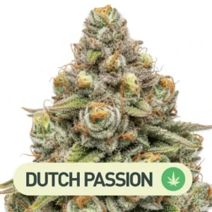 Critical Orange Punch Dutch Passion
