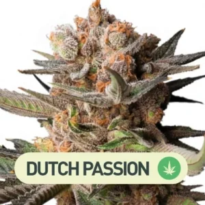 FROZEN BISCOTTI AUTO DUTCH PASSION