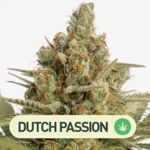 LEMON Z DUTCH PASSION