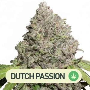 charlottes angel dutch passion