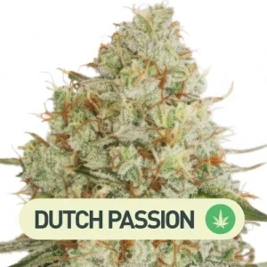 critical orange punch auto dutch passion