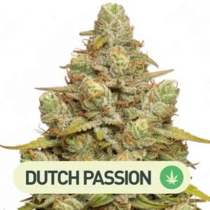 desfran dutch passion