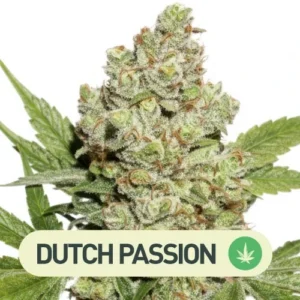lemon kix auto dutch passion