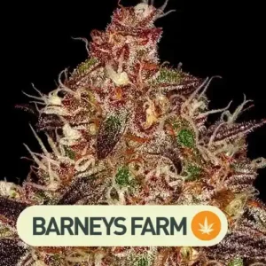 AYAHUASCA PURPLE barneys farm