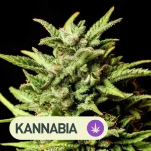 BREAK UP CAKE AUTO KANNABIA SEEDS