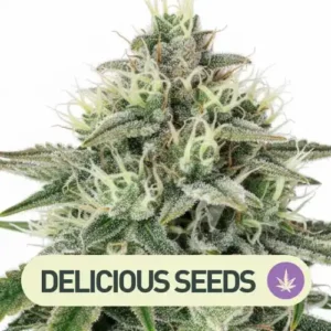 CRITICAL JACK HERER DELICIOUS SEEDS