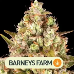 CRITICAL KUSH AUTO barneys farm