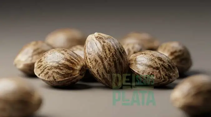 Donde comprar semillas de cannabis online