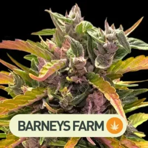 Gorilla Glue Auto Barneys Farm