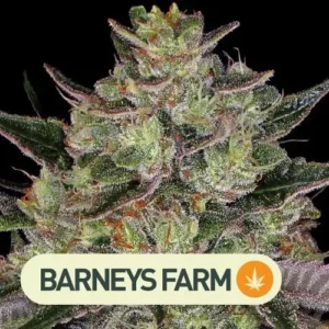 Gorilla Zkittlez Barneys Farm