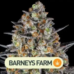 LSD BARNEYS FARM