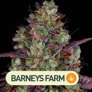 Mimosa Evo Banana Punch Barneys Farm