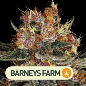 Purple Punch Auto Barneys Farm