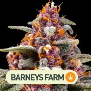 RUNTZ AUTO BARNEYS FARM