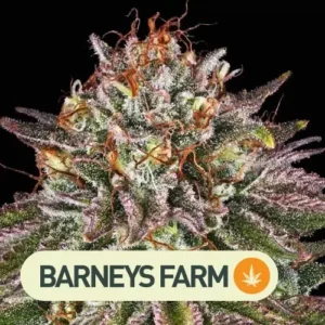 critical kush barneys farm