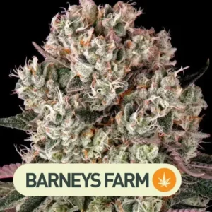 glookies barneys farm