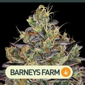 watermelon barneys farm