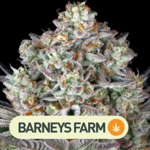 DOS SI DOS 33 BARNEYS FARM