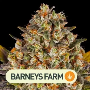 banana punch barneys farm