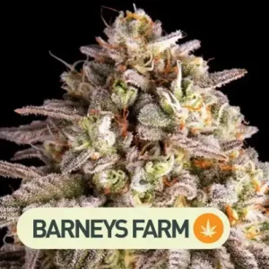 blue sunset sherbert barneys farm