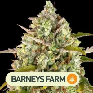 pinneaple express auto