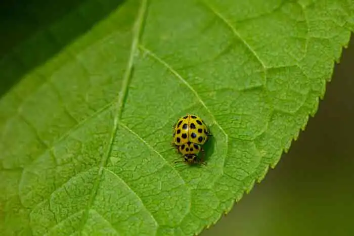 plagas verano cannabis
