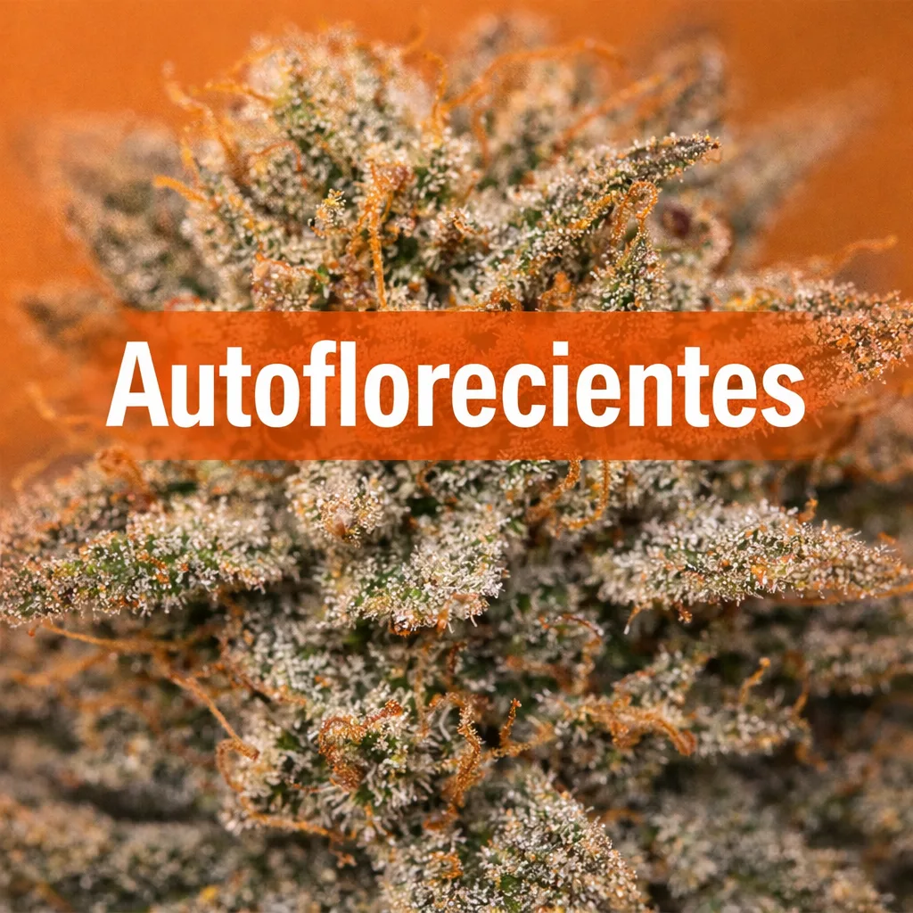 Semillas autoflorecientes