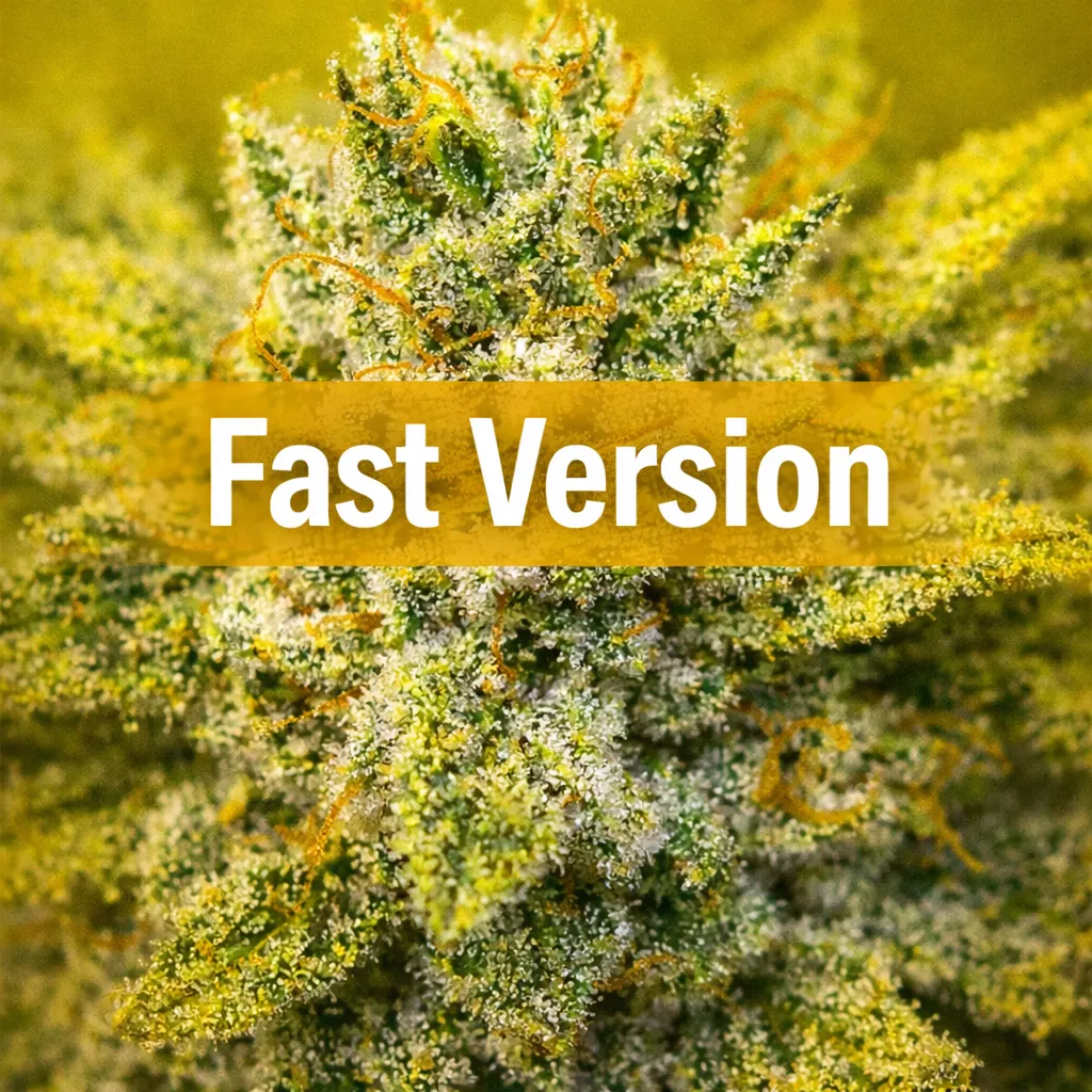 Semillas Fast Version