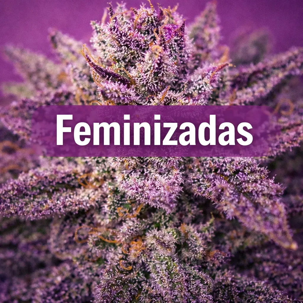 Semillas feminizadas