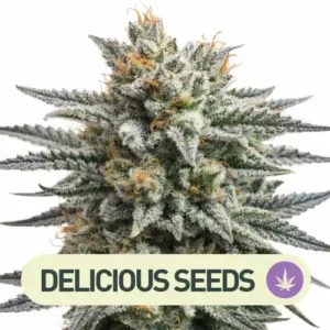 sugar black rose delicious seeds