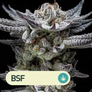 Gorilla Glue Auto BSF