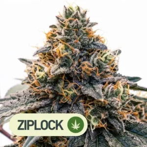 black window ziplock seeds