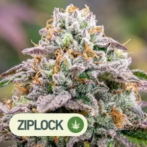 blueberry blast ziplock seeds