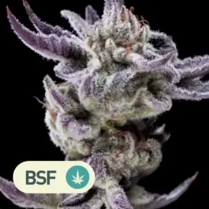 gorilla glue faster bsf