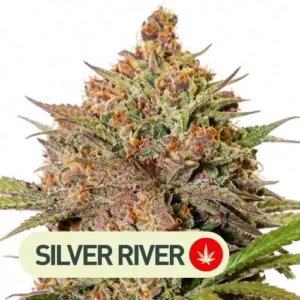 cherry banana silver river seeds