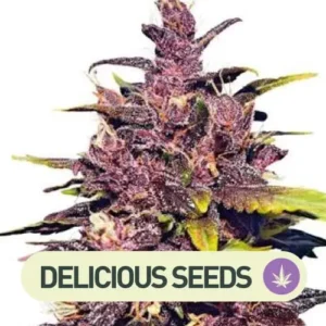 dark purple auto delicious seeds