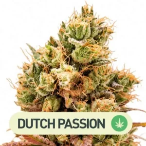 passion fruit dutch passion