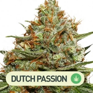 skunk 11 dutch passion