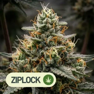 Cowboy Candy Ziplock Seeds