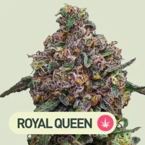 cosmic cheddar royal queen seeds