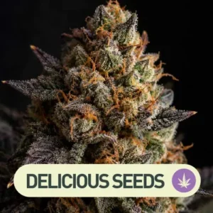 delicious candy delicious seeds