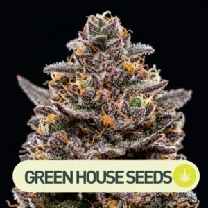 gelato 41 x gelato 41 auto green house seeds