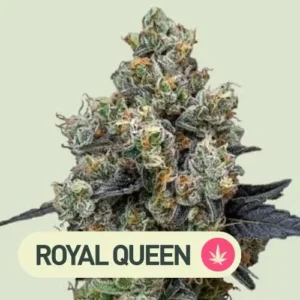 orbital banana f1 royal queen seeds