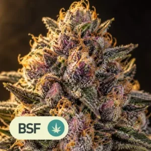 rainbows bsf feminizada